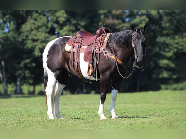 Paint Horse Wallach 8 Jahre 152 cm in Needmore, PA
