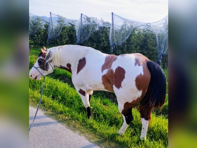 Paint Horse Wallach 8 Jahre 153 cm Overo-alle-Farben in Saluzzo