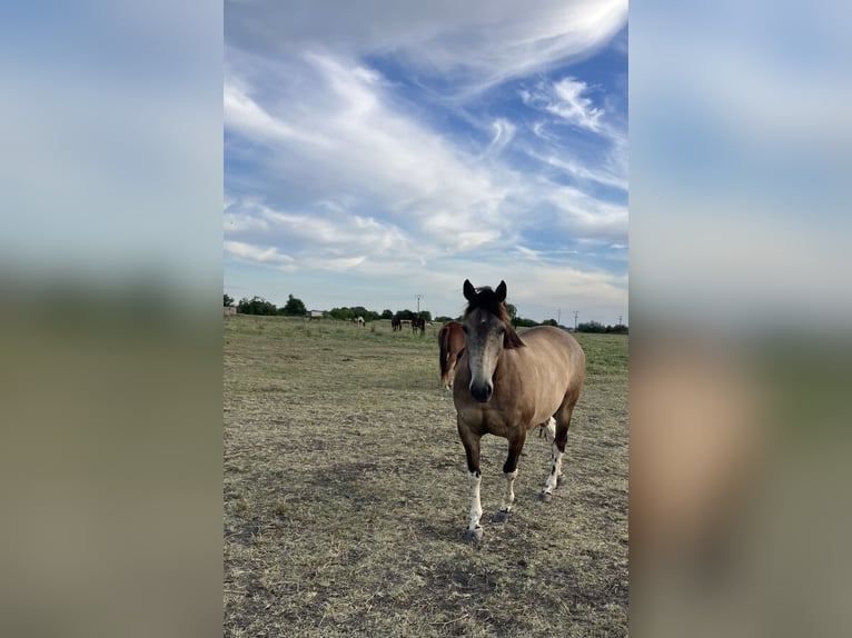 Paint Horse Wallach 8 Jahre 155 cm Falbe in Tesedikovo