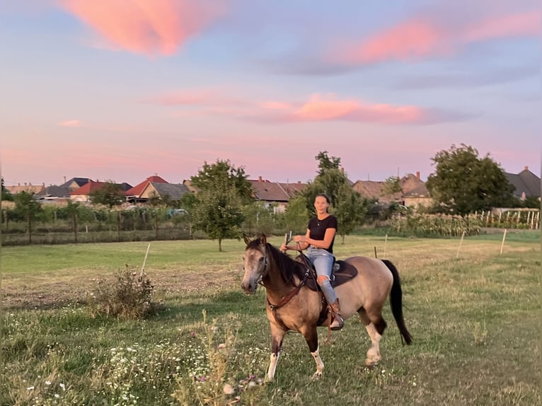 Paint Horse Wallach 8 Jahre 155 cm Falbe in Tesedikovo