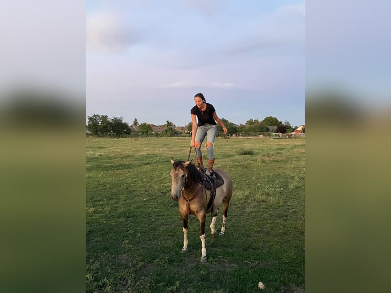 Paint Horse Wallach 8 Jahre 155 cm Falbe in Tesedikovo