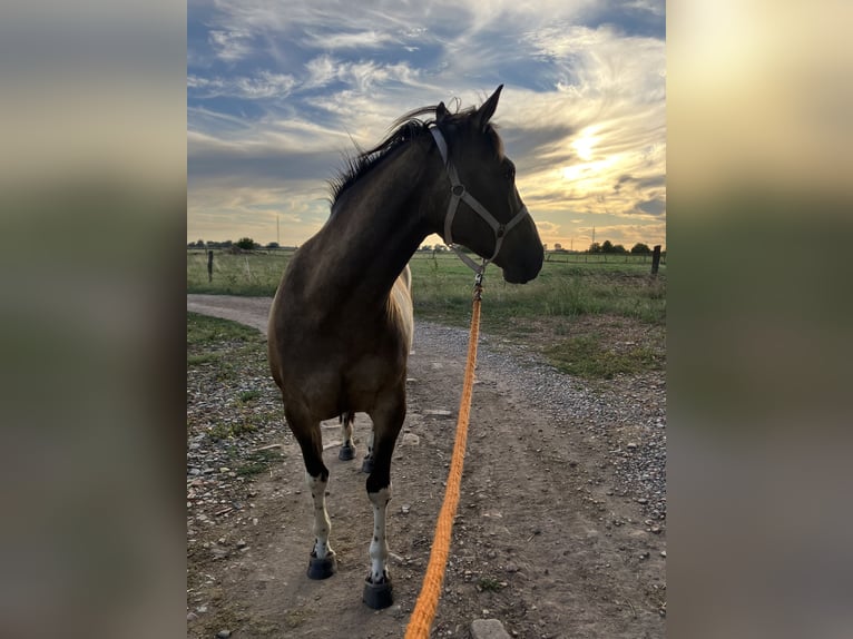 Paint Horse Wallach 8 Jahre 155 cm Falbe in Tesedikovo