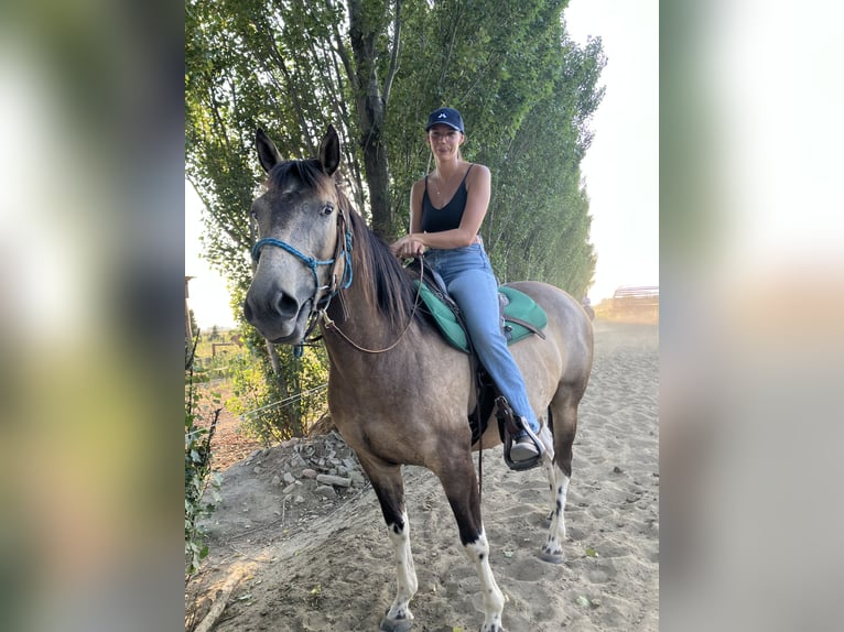 Paint Horse Wallach 8 Jahre 155 cm Falbe in Tesedikovo