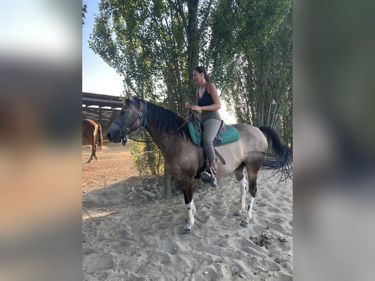 Paint Horse Wallach 8 Jahre 155 cm Falbe in Tesedikovo