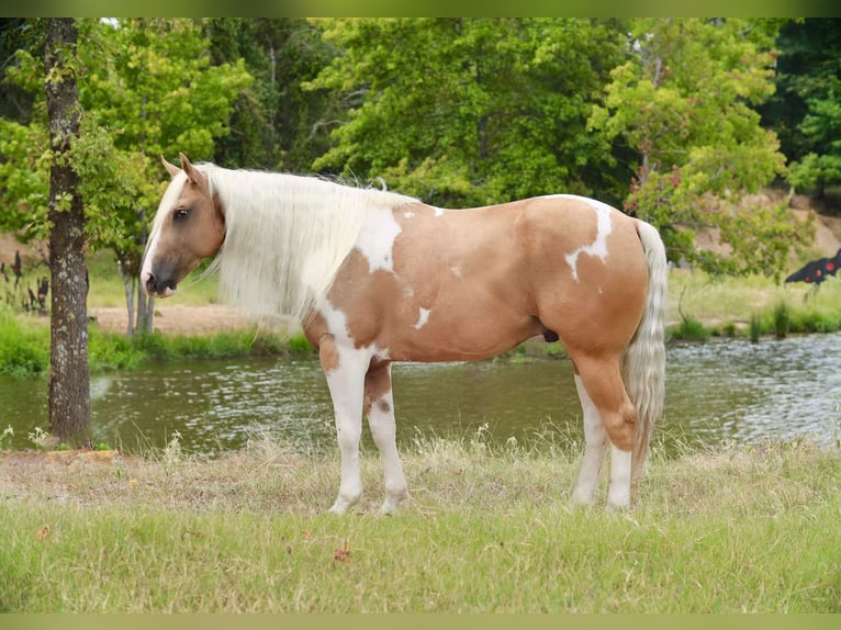 Paint Horse Wallach 8 Jahre 155 cm Schecke in Grand Saline