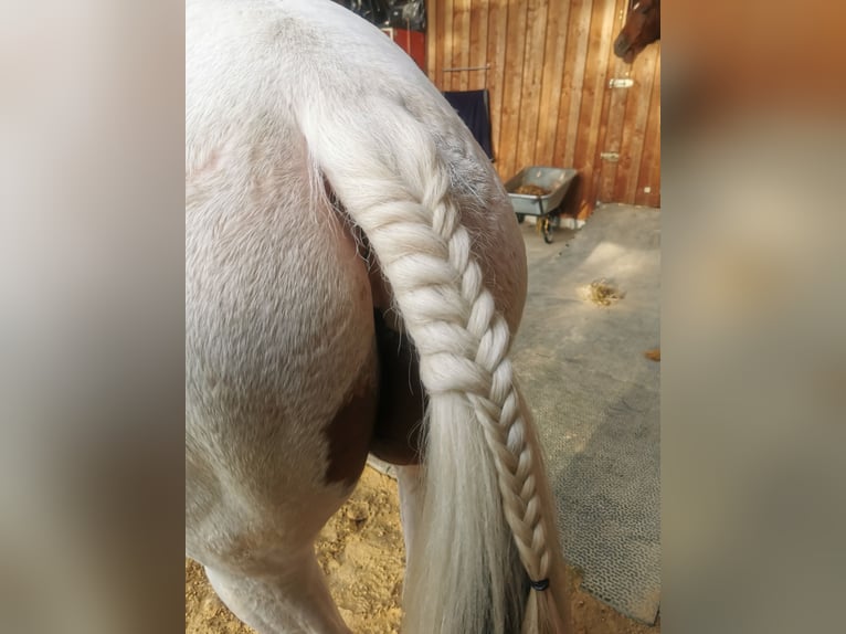 Paint Horse Wallach 8 Jahre 155 cm Tobiano-alle-Farben in Seckach