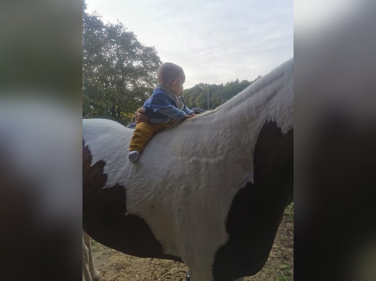 Paint Horse Wallach 8 Jahre 155 cm Tobiano-alle-Farben in Seckach