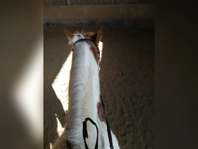 Paint Horse Wallach 8 Jahre 155 cm Tobiano-alle-Farben in Seckach