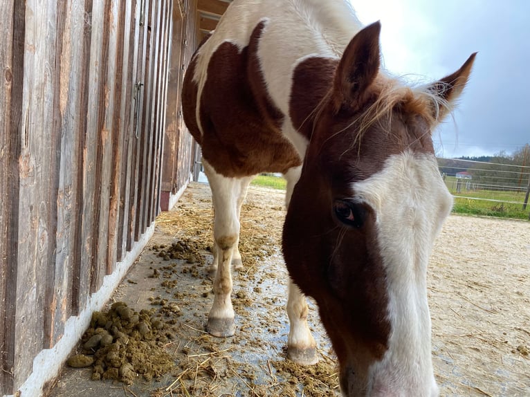 Paint Horse Wallach 8 Jahre 155 cm Tobiano-alle-Farben in Seckach