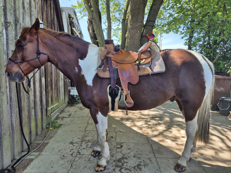 Paint Horse Wallach 8 Jahre 156 cm Tobiano-alle-Farben in Kirchardt