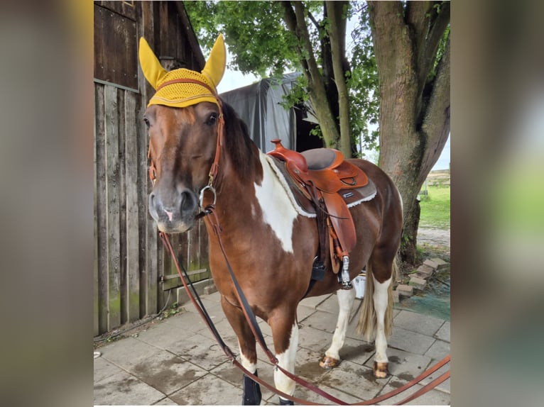 Paint Horse Wallach 8 Jahre 156 cm Tobiano-alle-Farben in Kirchardt