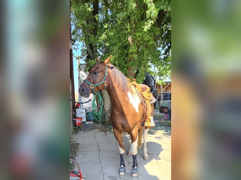 Paint Horse Wallach 8 Jahre 156 cm Tobiano-alle-Farben in Kirchardt