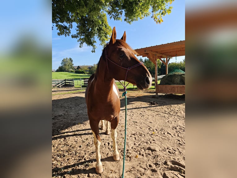 Paint Horse Wallach 8 Jahre 156 cm Tobiano-alle-Farben in Kirchardt