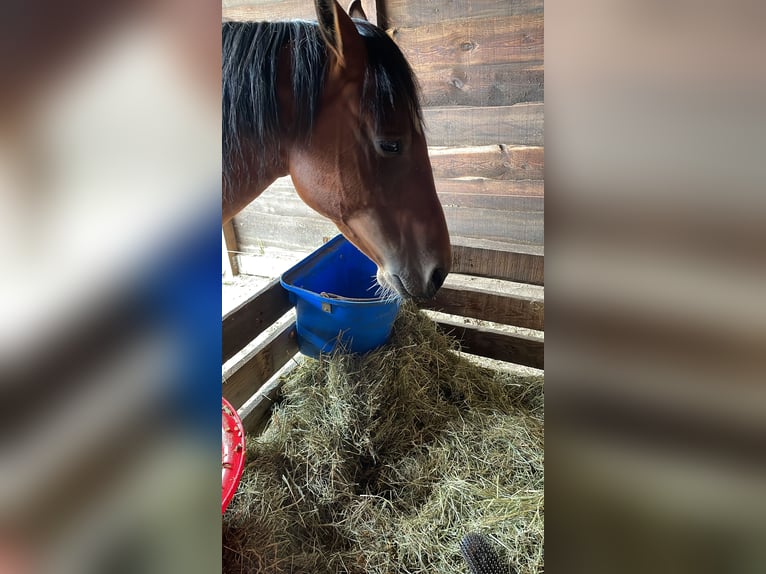 Paint Horse Wallach 8 Jahre 160 cm Brauner in Molenbeersel