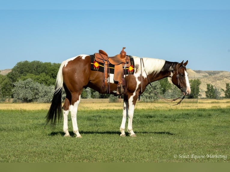 Paint Horse Wallach 8 Jahre 160 cm in Bridger, MT