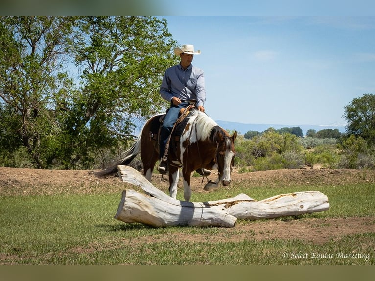 Paint Horse Wallach 8 Jahre 160 cm in Bridger, MT