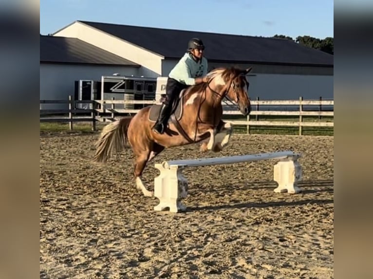 Paint Horse Wallach 8 Jahre 163 cm Roan-Red in Centreville