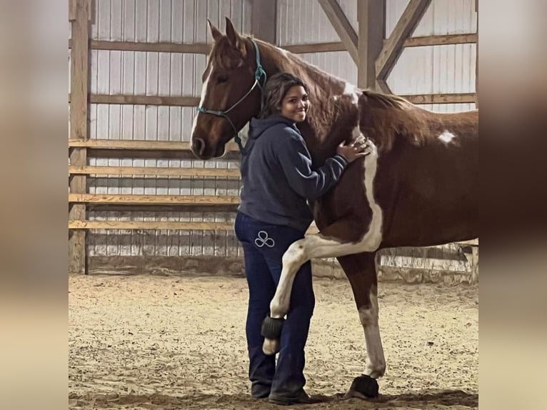 Paint Horse Wallach 8 Jahre 163 cm Roan-Red in Centreville