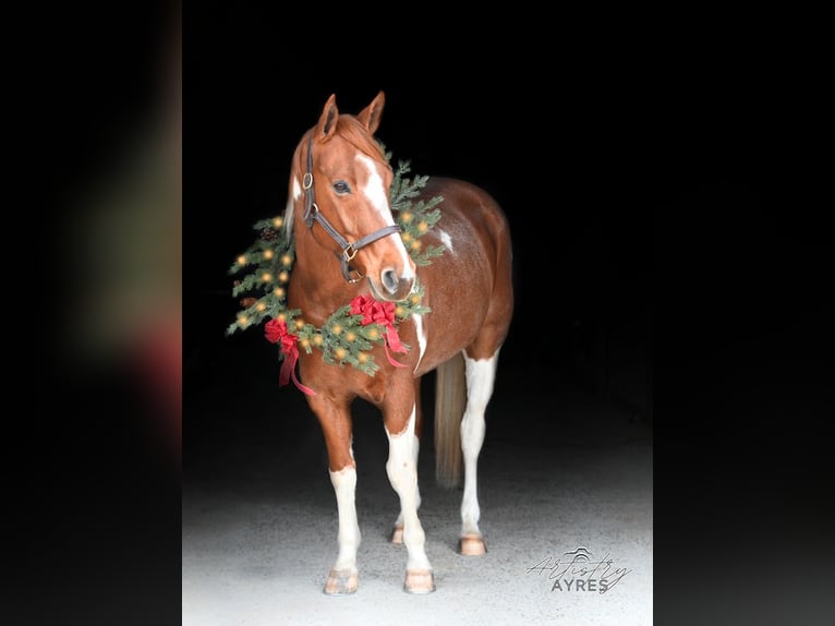 Paint Horse Wallach 8 Jahre 163 cm Roan-Red in Centreville