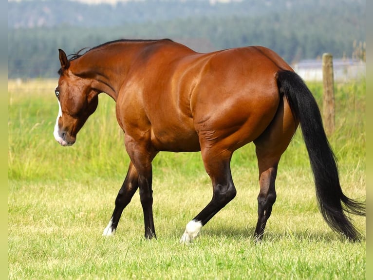Paint Horse Wallach 8 Jahre 163 cm Rotbrauner in Hamilton, MT