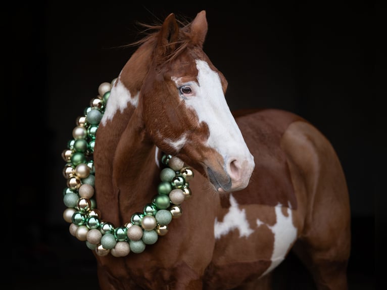 Paint Horse Mix Wallach 8 Jahre 165 cm Overo-alle-Farben in Langerwehe
