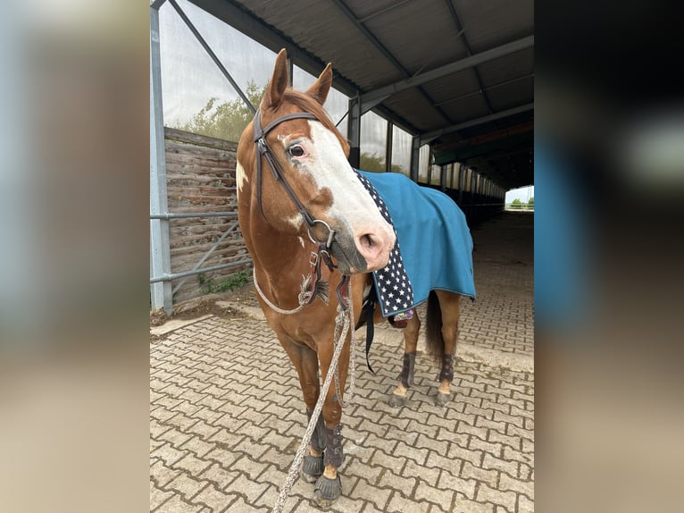 Paint Horse Mix Wallach 8 Jahre 165 cm Overo-alle-Farben in Langerwehe