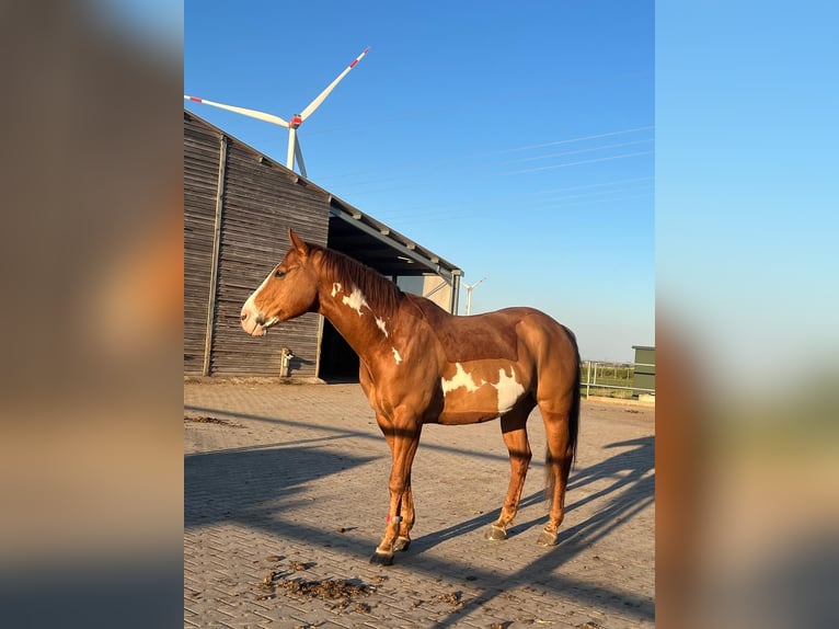 Paint Horse Mix Wallach 8 Jahre 165 cm Overo-alle-Farben in Langerwehe