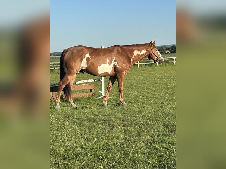 Paint Horse Mix Wallach 8 Jahre 165 cm Overo-alle-Farben in Langerwehe