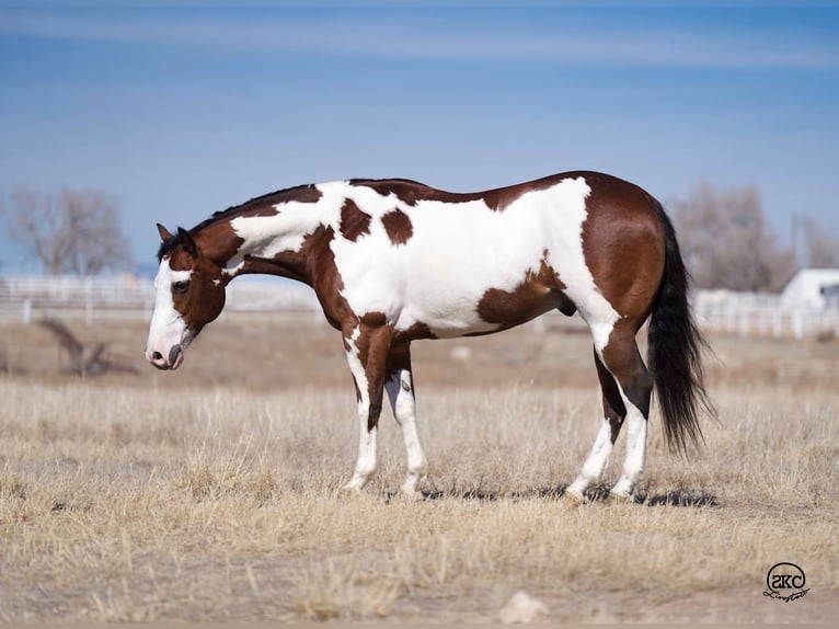 Paint Horse Wallach 8 Jahre Rotbrauner in Canyon, TX