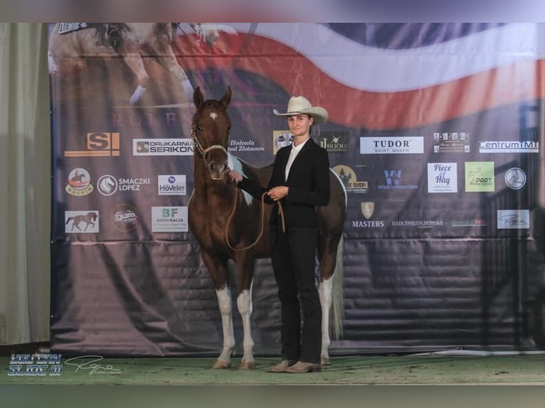 Paint Horse Wallach 8 Jahre Tobiano-alle-Farben in &#x15A;wierklaniec