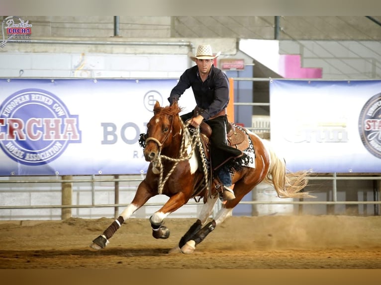 Paint Horse Wallach 8 Jahre Tobiano-alle-Farben in &#x15A;wierklaniec