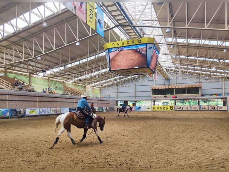 Paint Horse Wallach 8 Jahre Tobiano-alle-Farben in &#x15A;wierklaniec