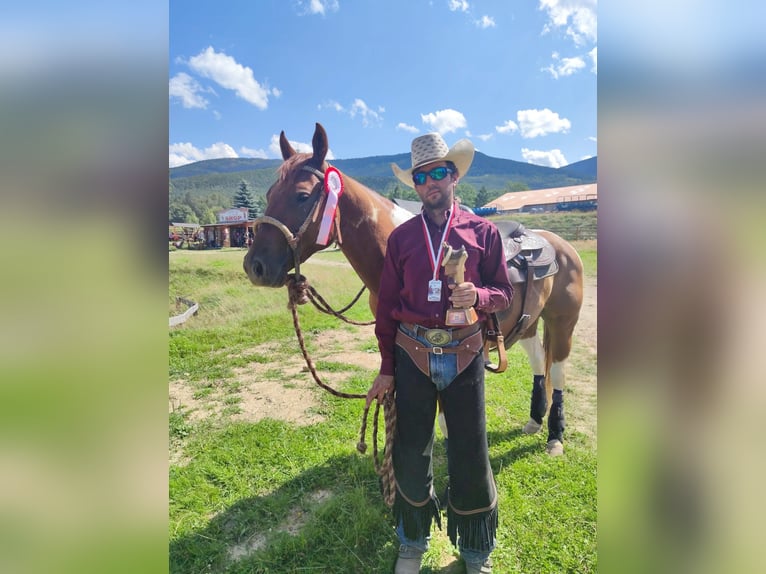 Paint Horse Wallach 8 Jahre Tobiano-alle-Farben in &#x15A;wierklaniec