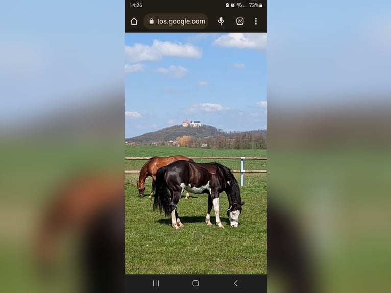 Paint Horse Wallach 9 Jahre 146 cm Rappe in Oldeberkoop Paint Horse Wallach 9 Jahre 146 cm Rappe in Oldeberkoop