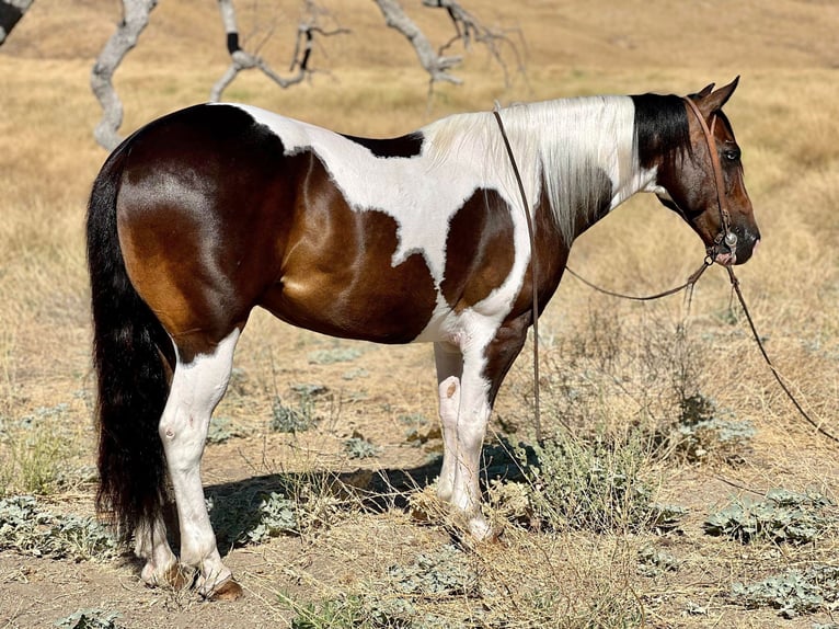 Paint Horse Wallach 9 Jahre 147 cm Tobiano-alle-Farben in Paicines, CA