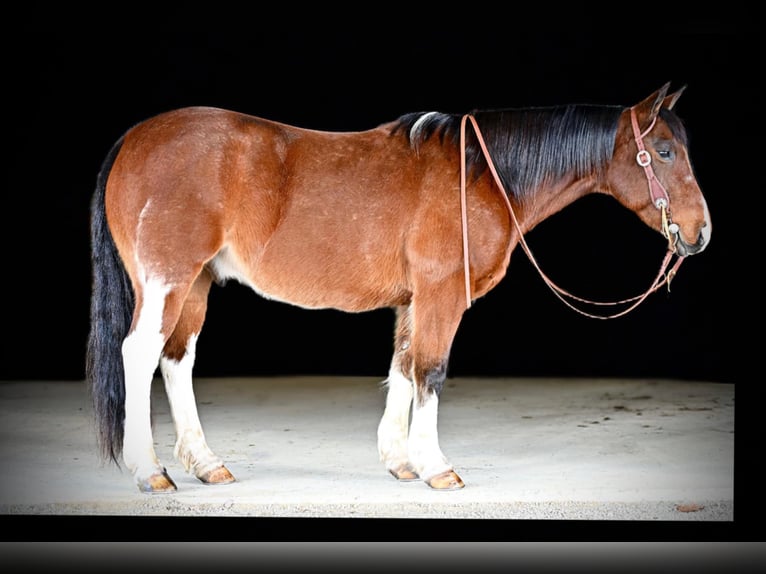 Paint Horse Wallach 9 Jahre 150 cm in Clarion, PA