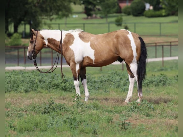 Paint Horse Wallach 9 Jahre 152 cm in Joshua, TX