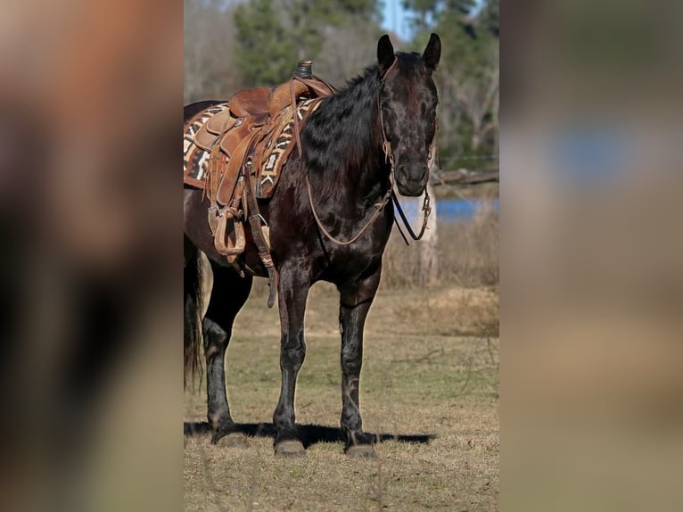 Paint Horse Wallach 9 Jahre 152 cm Rappe in Carthage, TX