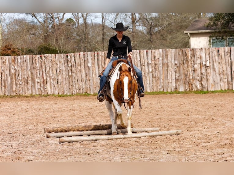 Paint Horse Wallach 9 Jahre 152 cm Rotbrauner in Arlington