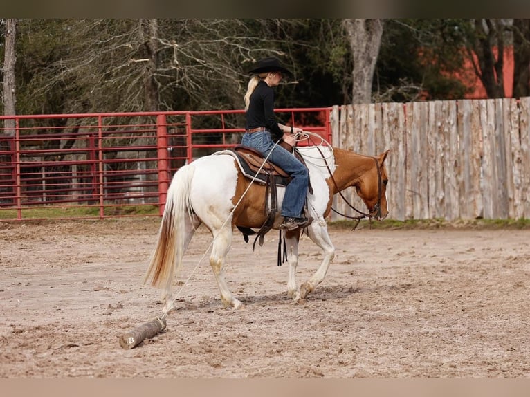 Paint Horse Wallach 9 Jahre 152 cm Rotbrauner in Arlington