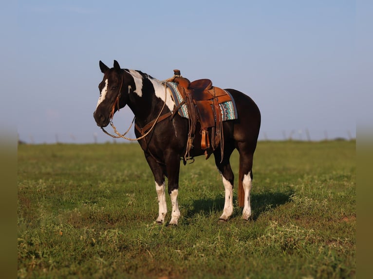 Paint Horse Wallach 9 Jahre 152 cm Schecke in Mount Vernon