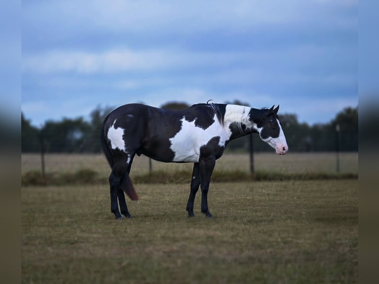Paint Horse Wallach 9 Jahre 152 cm Schecke in Mount Vernon Paint Horse Wallach 9 Jahre 152 cm Schecke in Mount Vernon