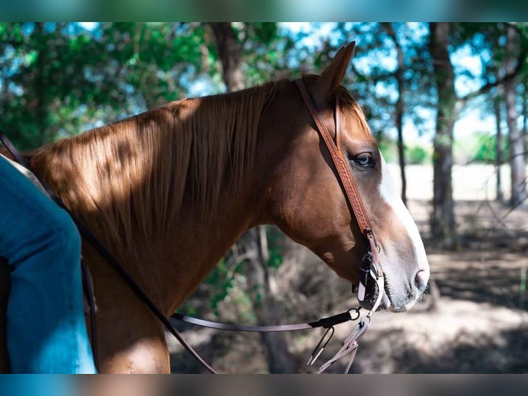 Paint Horse Wallach 9 Jahre 155 cm Rotfuchs in Mt Vernon, TX