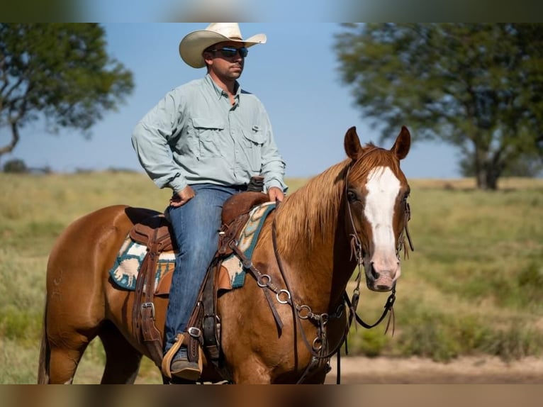 Paint Horse Wallach 9 Jahre 155 cm Rotfuchs in Mt Vernon, TX