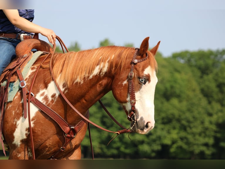 Paint Horse Wallach 9 Jahre 155 cm in Clarion, PA