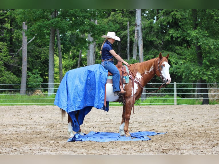 Paint Horse Wallach 9 Jahre 155 cm in Clarion, PA