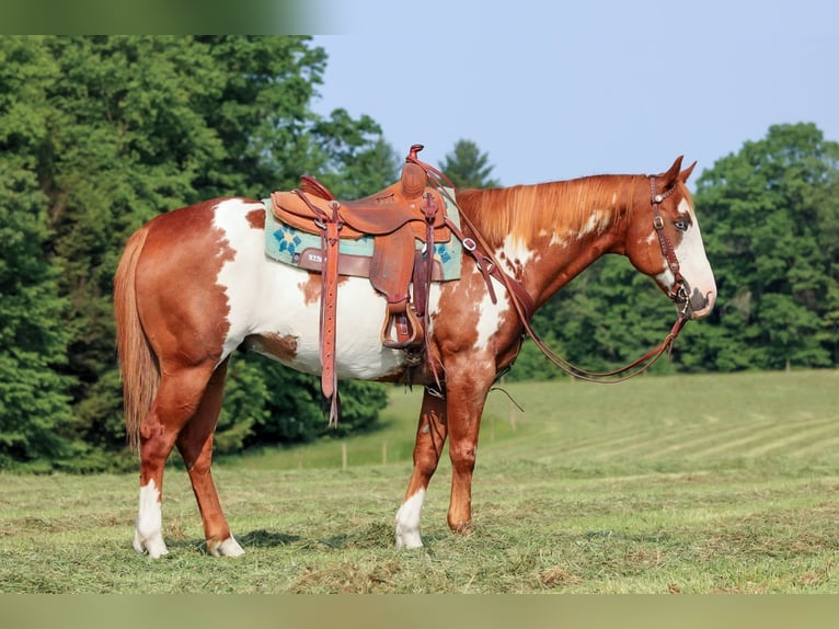 Paint Horse Wallach 9 Jahre 155 cm in Clarion, PA