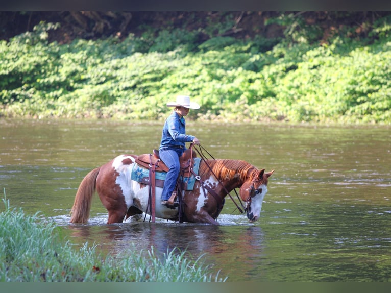Paint Horse Wallach 9 Jahre 155 cm in Clarion, PA