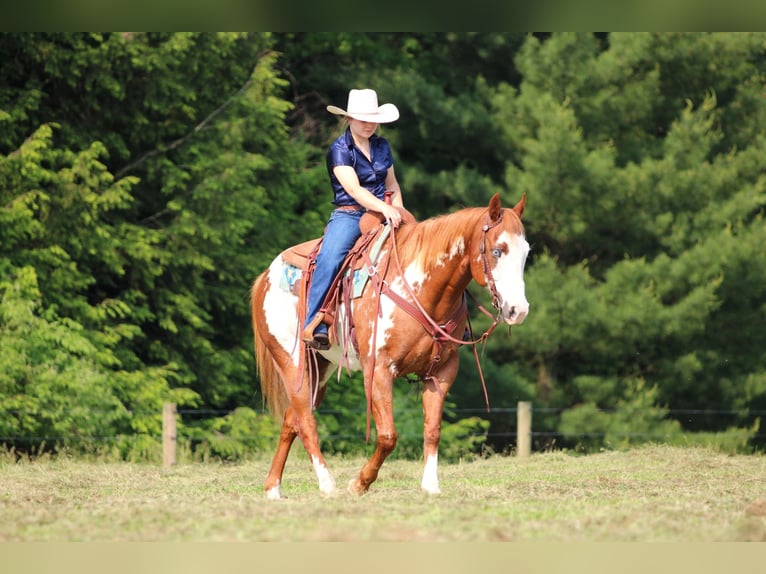 Paint Horse Wallach 9 Jahre 155 cm in Clarion, PA