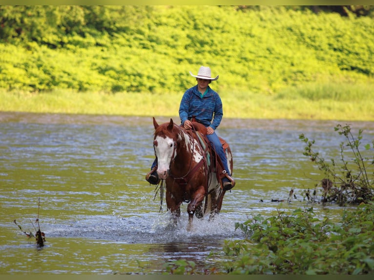 Paint Horse Wallach 9 Jahre 155 cm in Clarion, PA